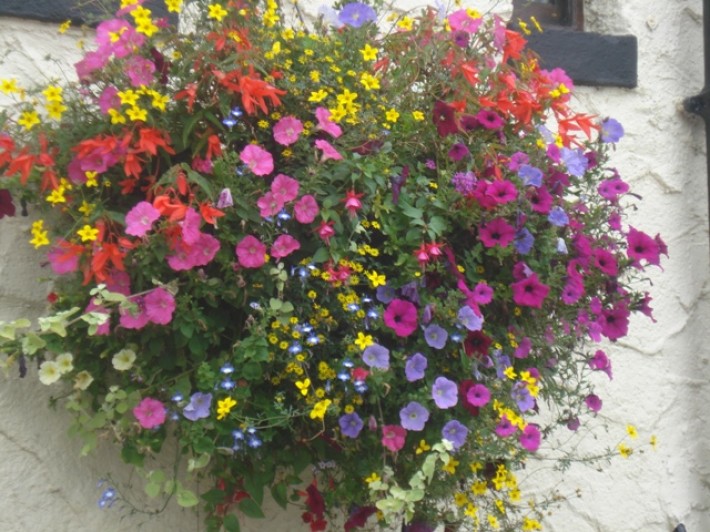 Hanging Basket at Pub
