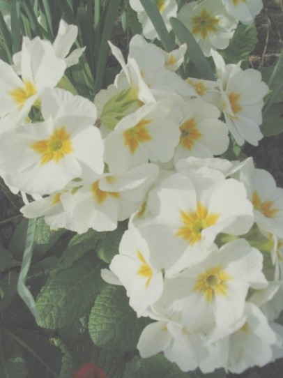 Wild Primroses