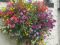 Hanging Basket at Pub