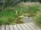 School Nature Garden 2009